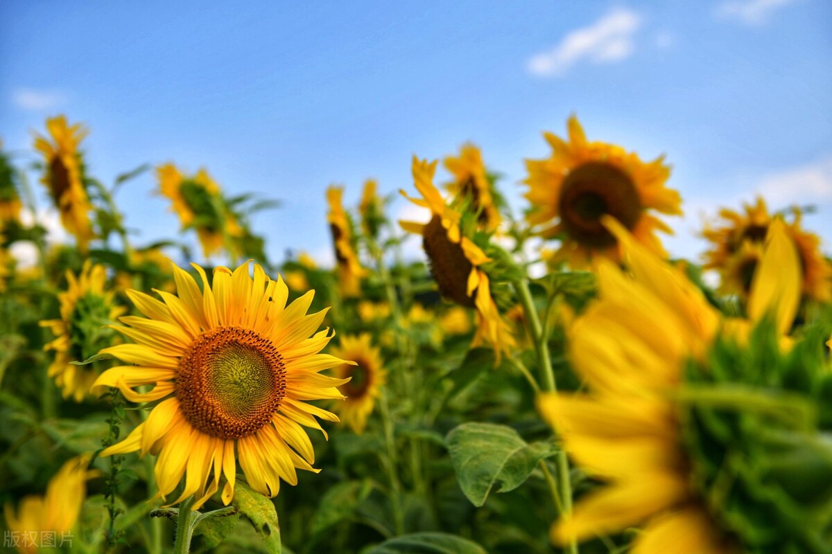 小学三年级作文描写人物怎么写,小学作文三年级怎么教
