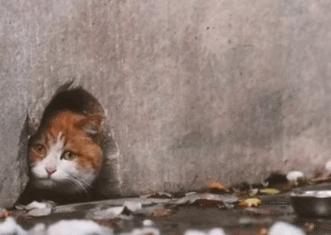 盘点那些有铁头功的猫咪 (盘点世界上那些有编制的猫咪)