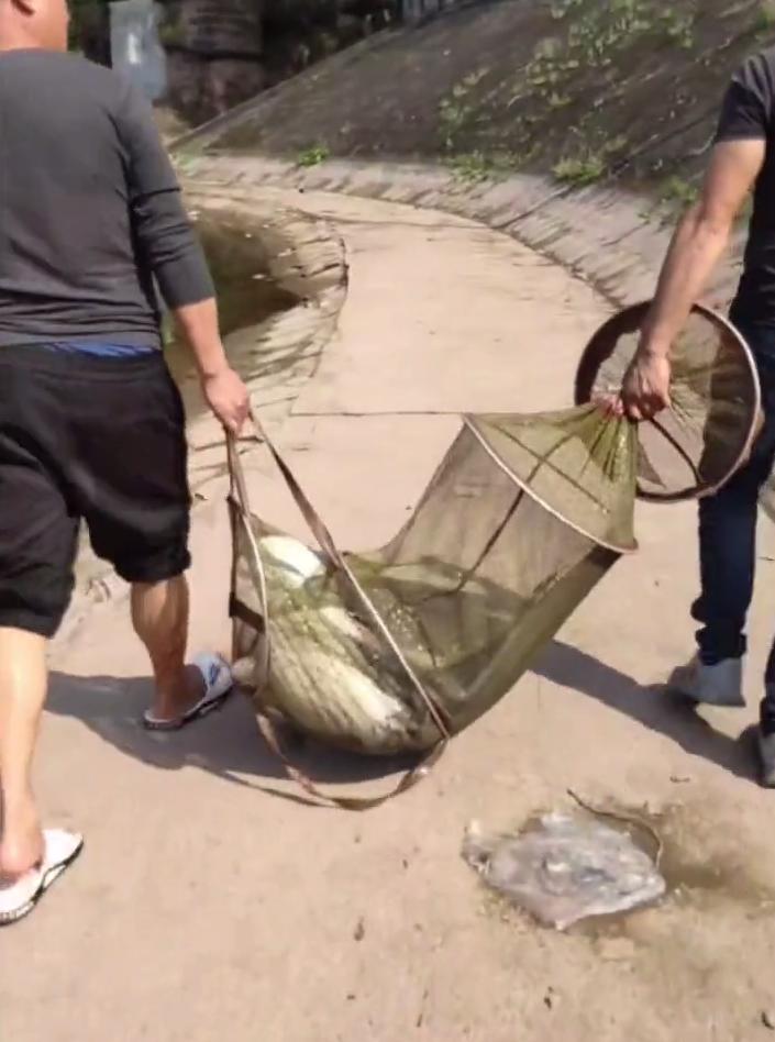 老成精？四川一水库“鲶鱼王”被人钓起，重89斤，许多人劝放生