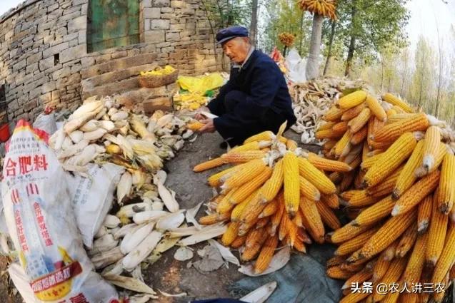 玉米种子高产王多少钱一斤,玉米种子高产王1573