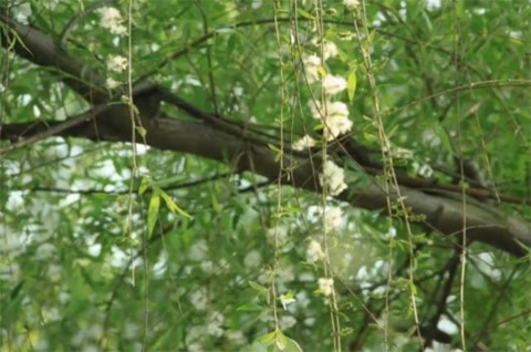 晚春花信之柳花七首：柳老春深日又斜，寻逐春风捉柳花