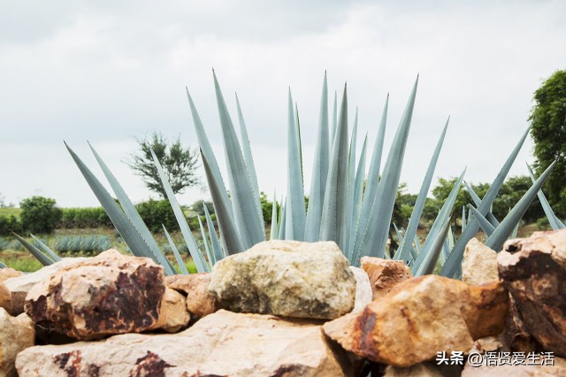 这八种花家里有小孩尽量不要养,6种好看又好养的耐阴花