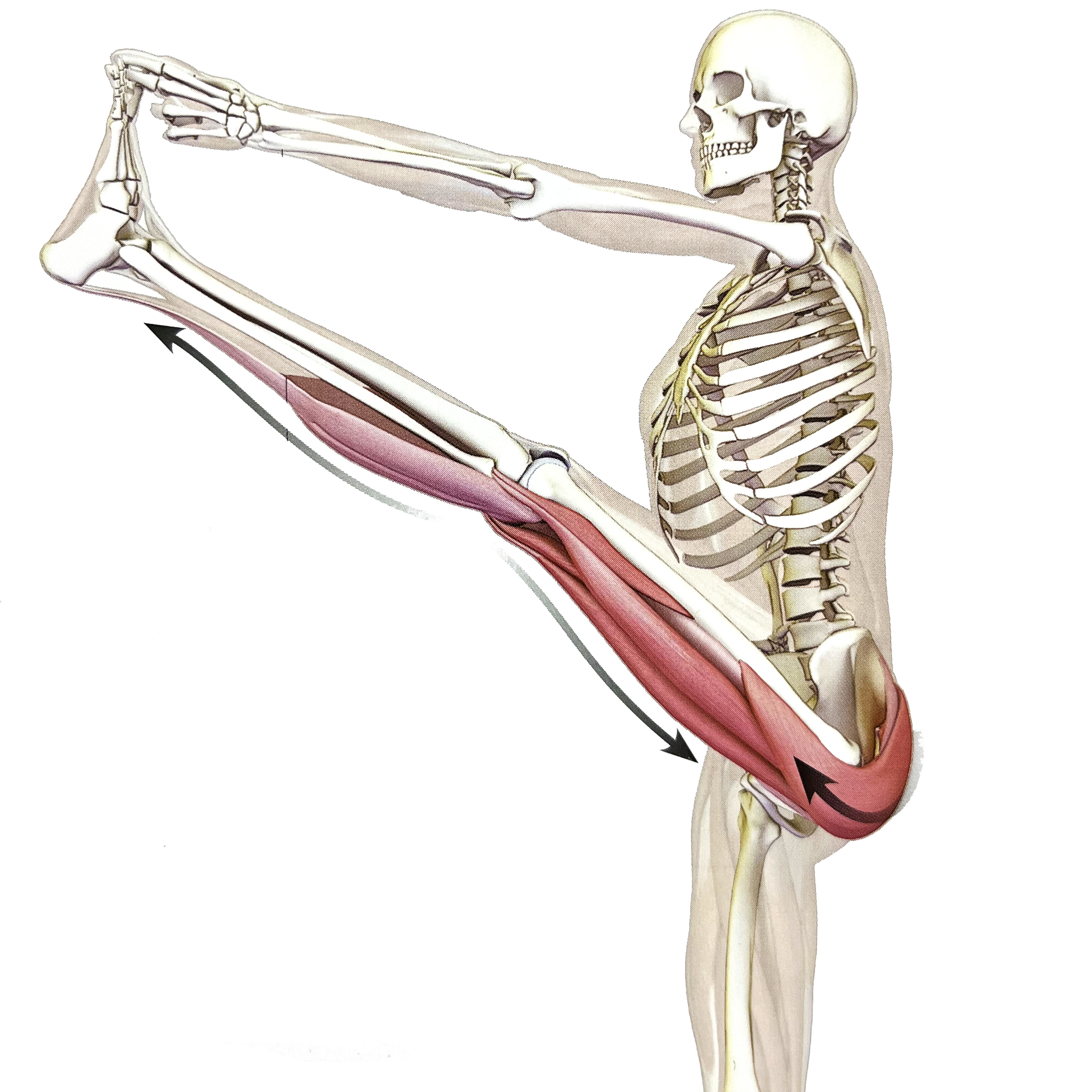 瑜伽站立蜻蜓式正确做法,瑜伽站立手抓脚趾式