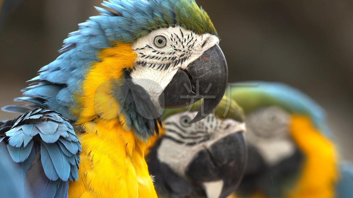 新手养鹦鹉基本常识,新手养鹦鹉的知识讲解