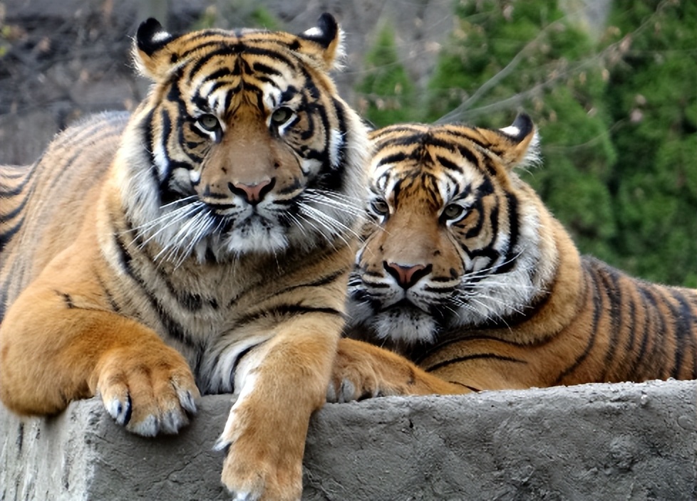 苏门答腊虎和猫科动物,猫科动物豹虎