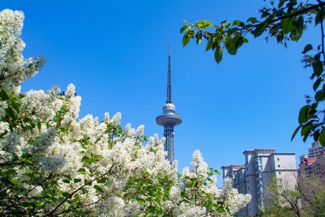 哈尔滨冰城冬季旅游攻略,冰城旅游攻略