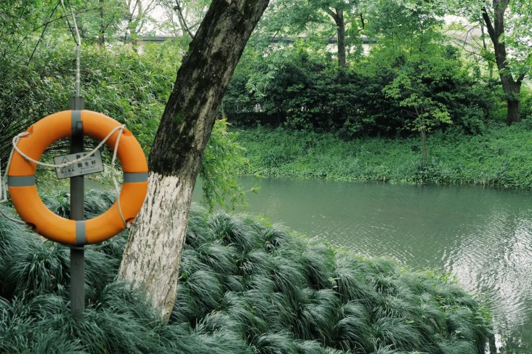 春天的潺潺溪水,春天的顶流