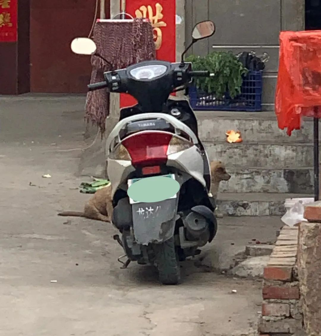 何老师抱狗撒尿，三石弟弟跳舞洗狗…这些破图我看一次笑一次哈哈