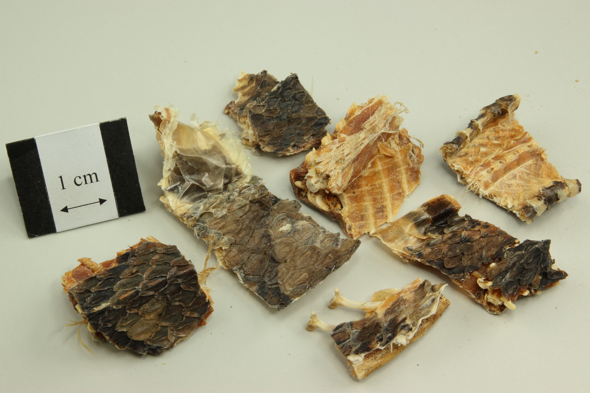 被五步蛇咬了多久能好,被五步蛇咬后退五步会解毒吗