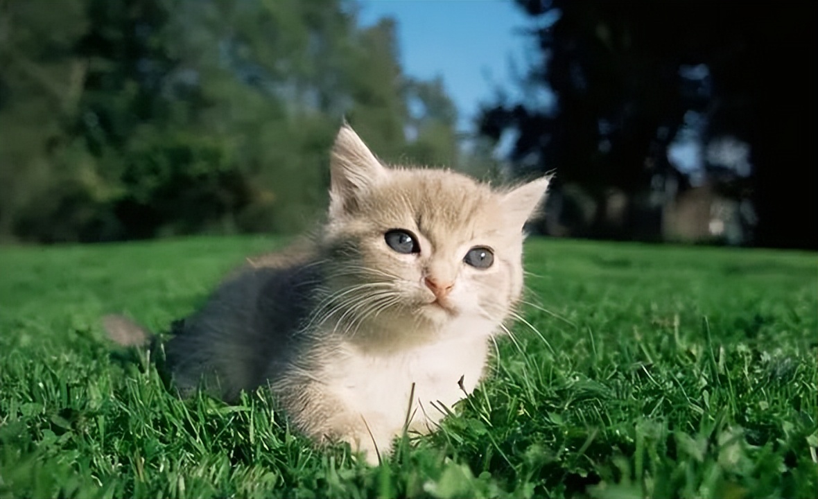 越来越不喜欢自己的狗,突然不喜欢猫了怎么回事