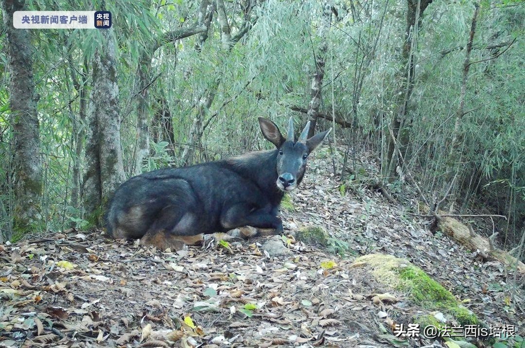 罕见的天马神兽,惊现野生神兽视频