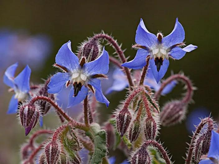 罕见漂亮的鲜花,全球最漂亮的鲜花
