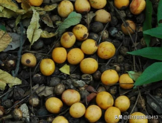 6种正在消失的水果,近年消失的水果