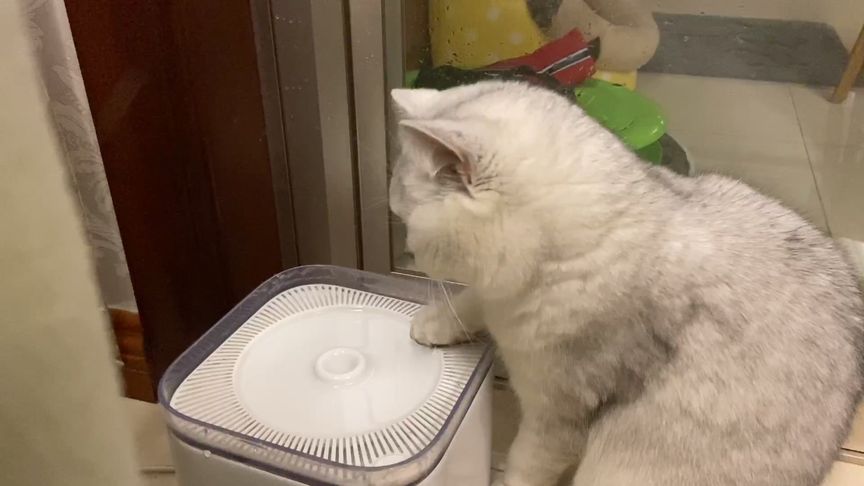 铲屎官回了老家结果给猫喂了猫粮,新手铲屎官注意让猫咪远离毒猫粮