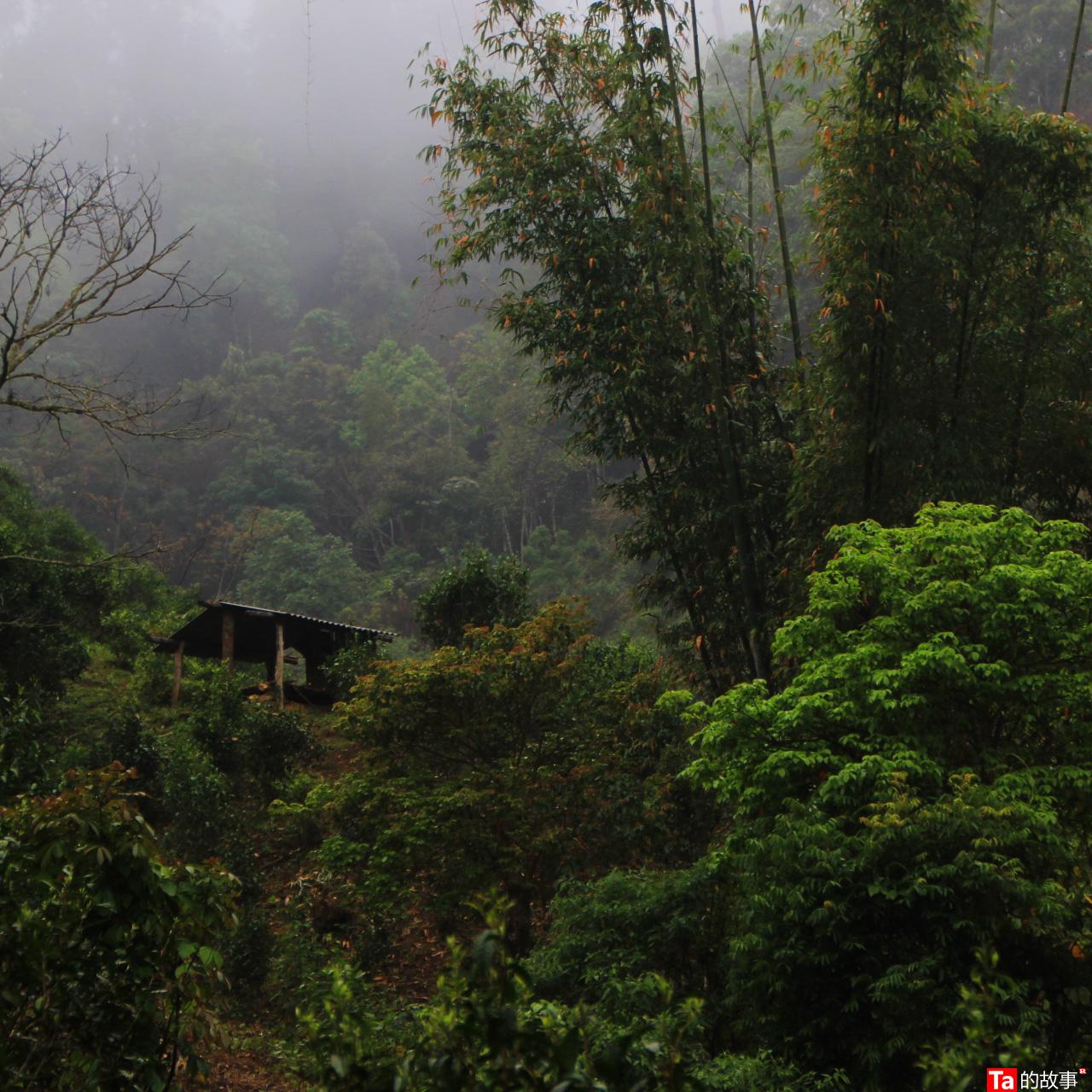 中茶黑茶哪款最好喝,黑茶好还是铁观音茶好