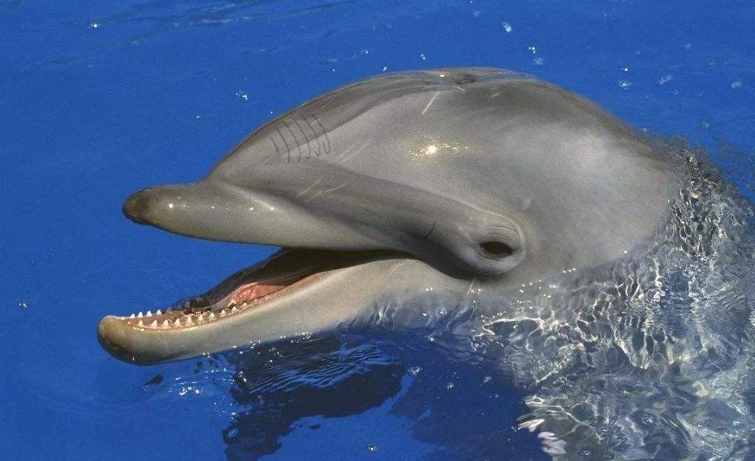 世界上仅存的3只，鲸豚兽是什么？跨越物种的爱情，打破生殖隔离