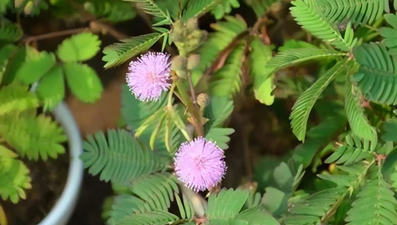 为什么碰含羞草会让毛发脱落,有含羞草需要注意什么