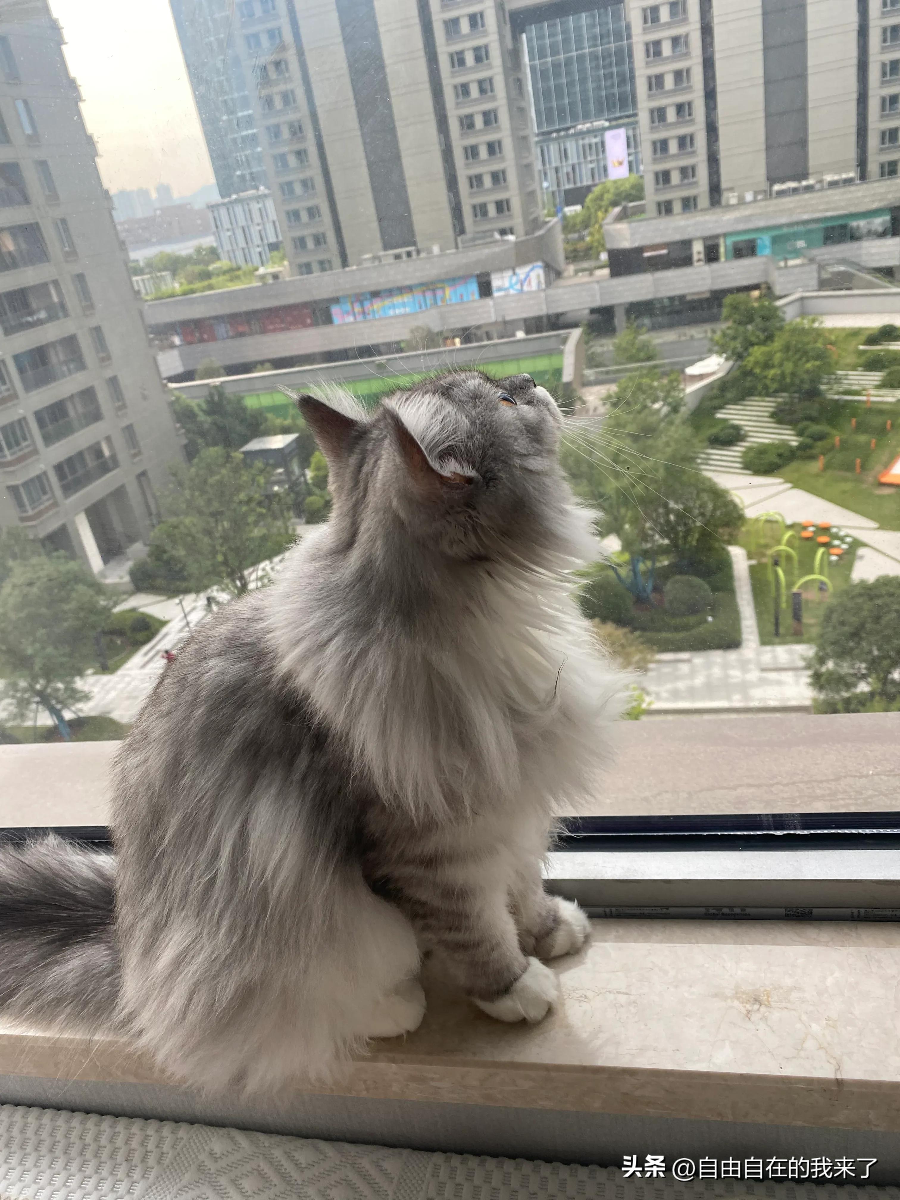 猫咪感冒发烧保险能不能用,猫咪感冒主人花了五六千没治好