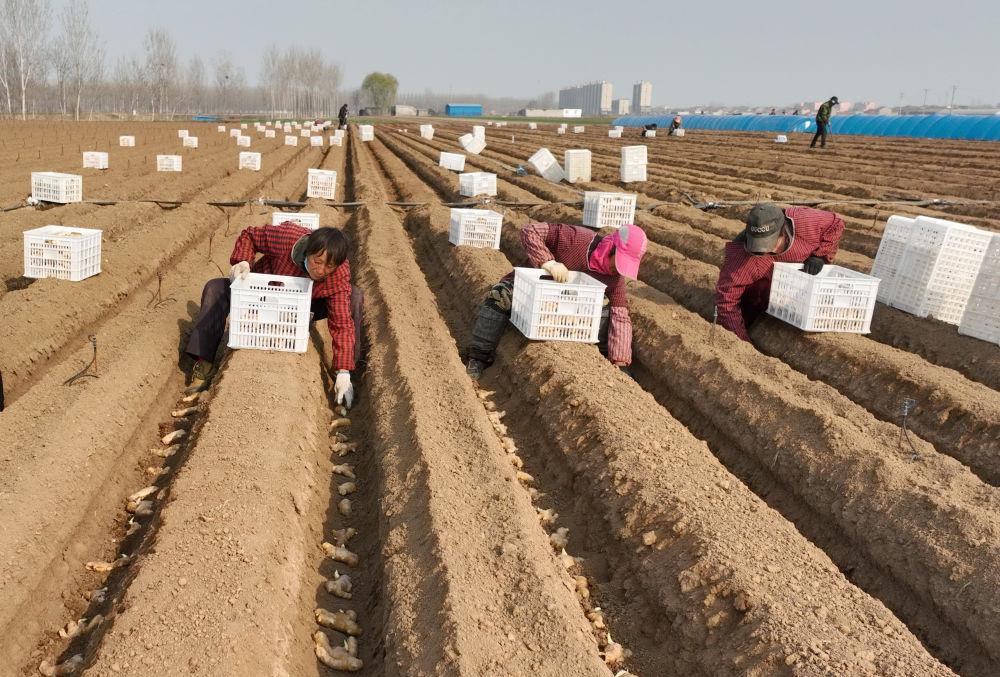 河北唐山生姜价格表,河北唐山丰润生姜
