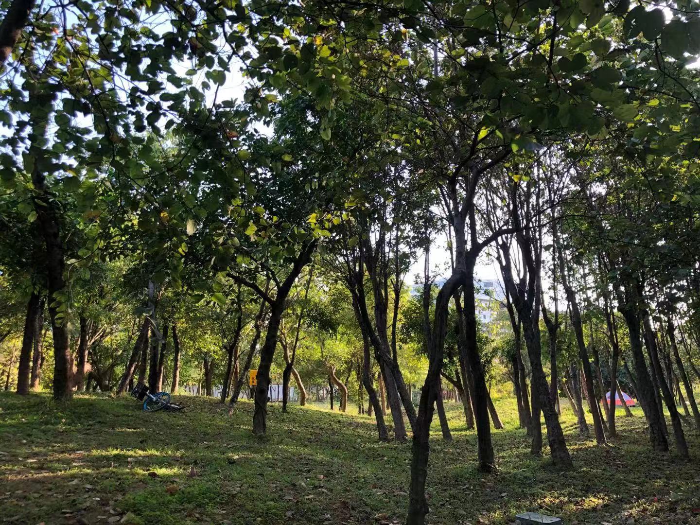 湿地公园里的树木,湿地公园的花图片