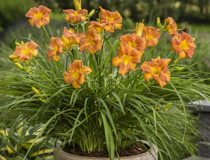 和康乃馨相似的花有哪些,康乃馨花期长又好养的花