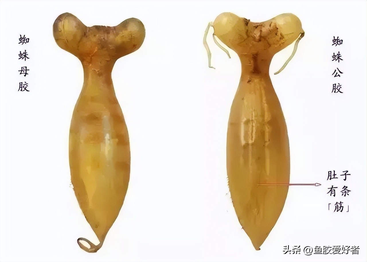 蜘蛛胶是哪种鱼的,蜘蛛鱼胶为什么那么贵