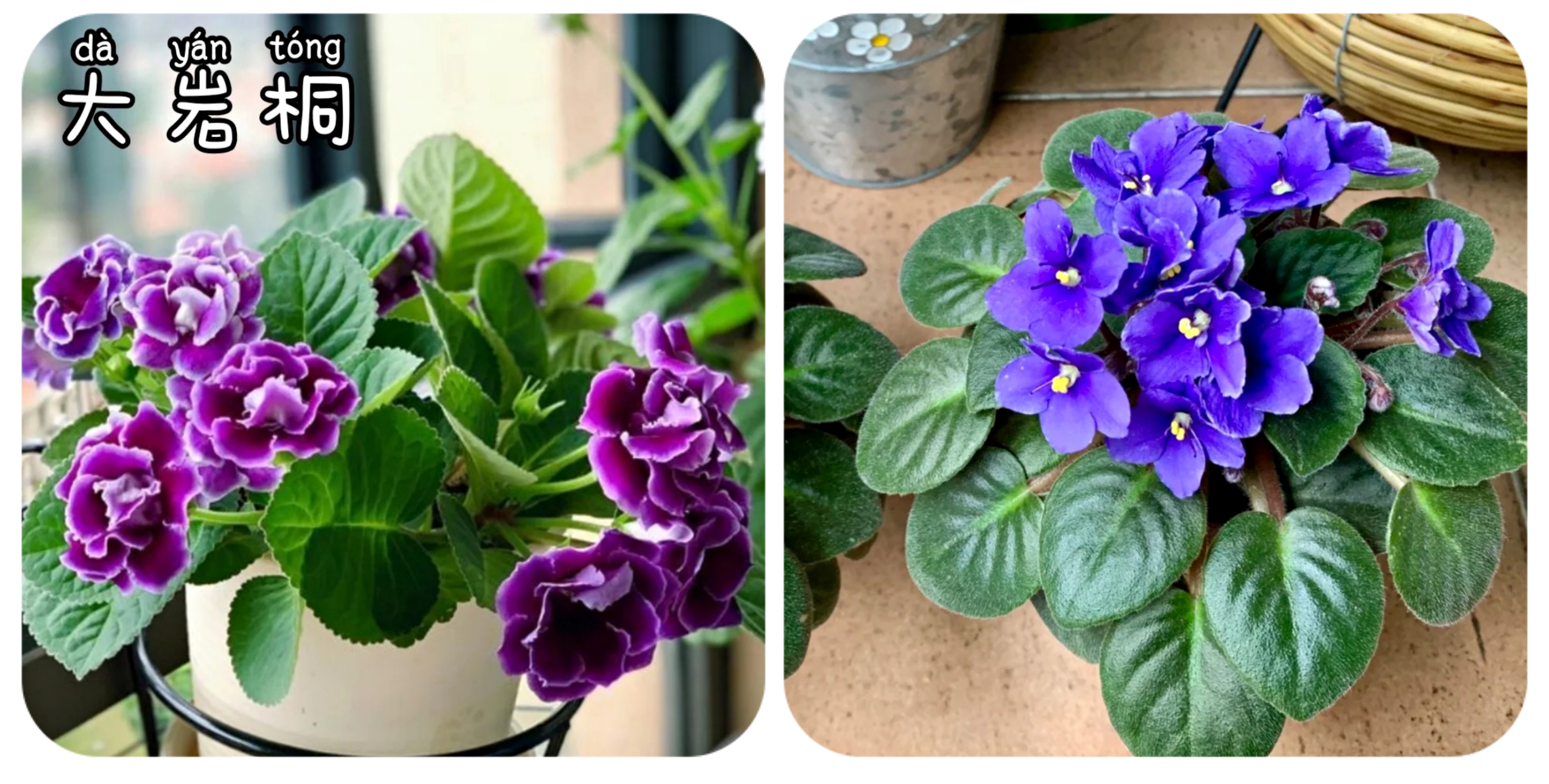 100种花能养在阳台上，50种开花的，40种绿植，10种蔬果