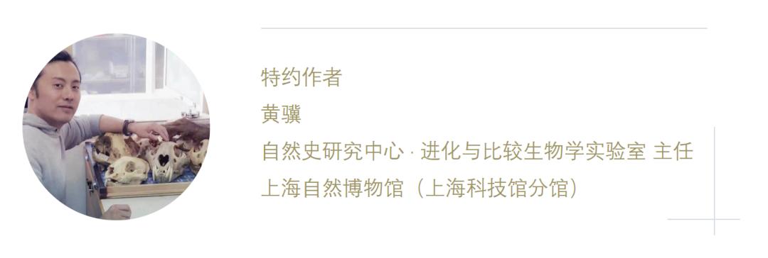 虎年的虎：我从哪里来，要到哪里去？