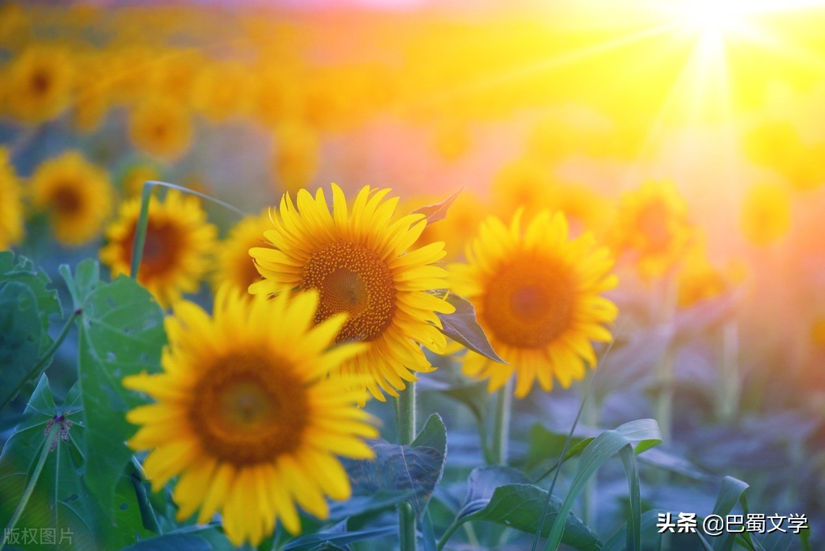 春光正好抒情散文,趁着花开正好的散文