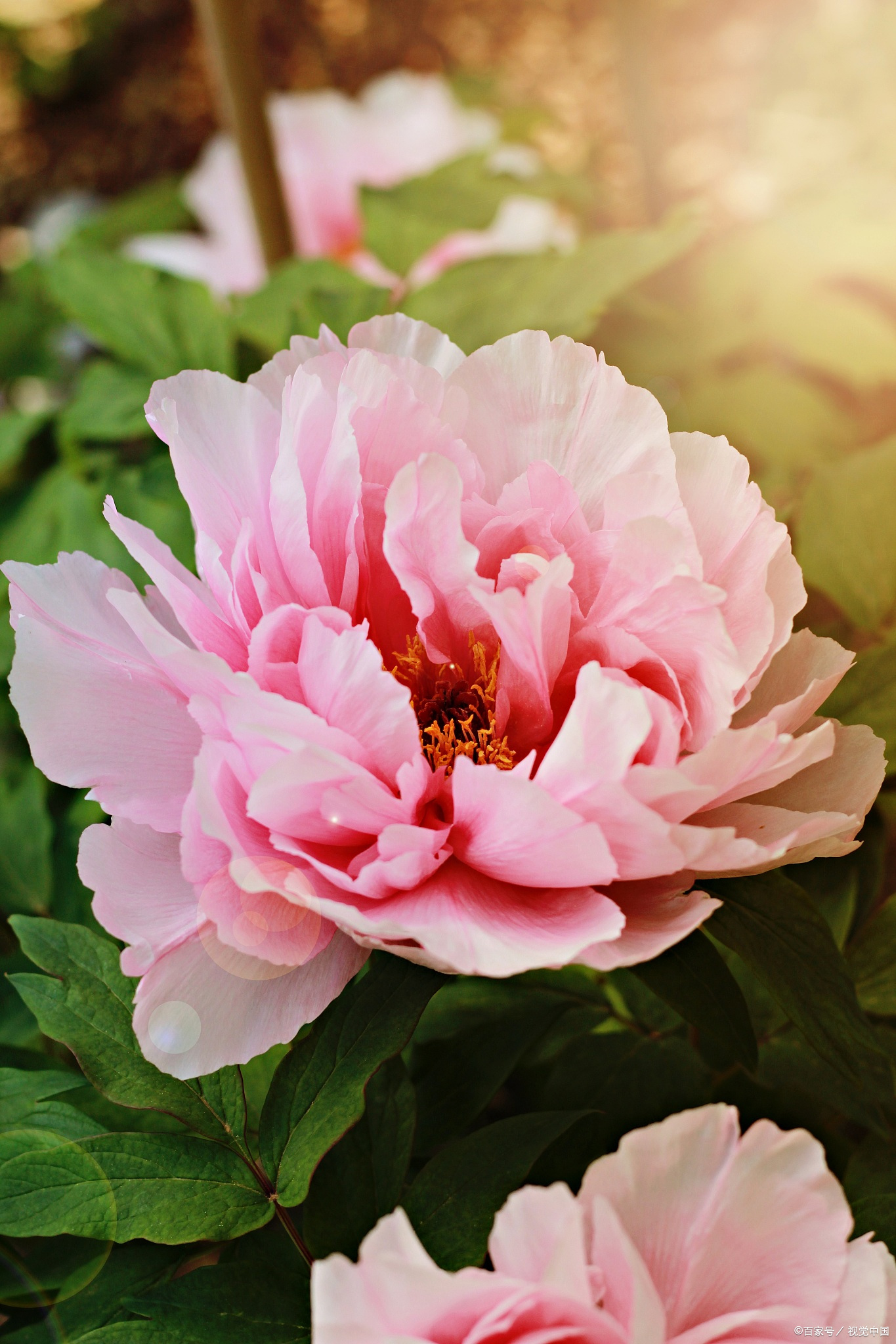 唯有牡丹真国色，花开时节动京城——牡丹，自是花中第一流