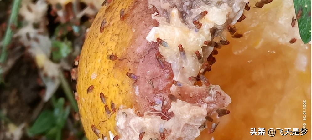 你的柑园布防果蝇未？