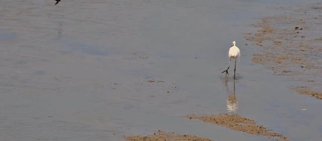 最震撼的红树林,最不真实的红树林