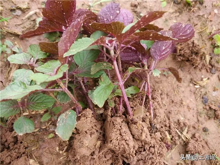 时光的荏苒,时光荏苒中的荏苒和什么有关