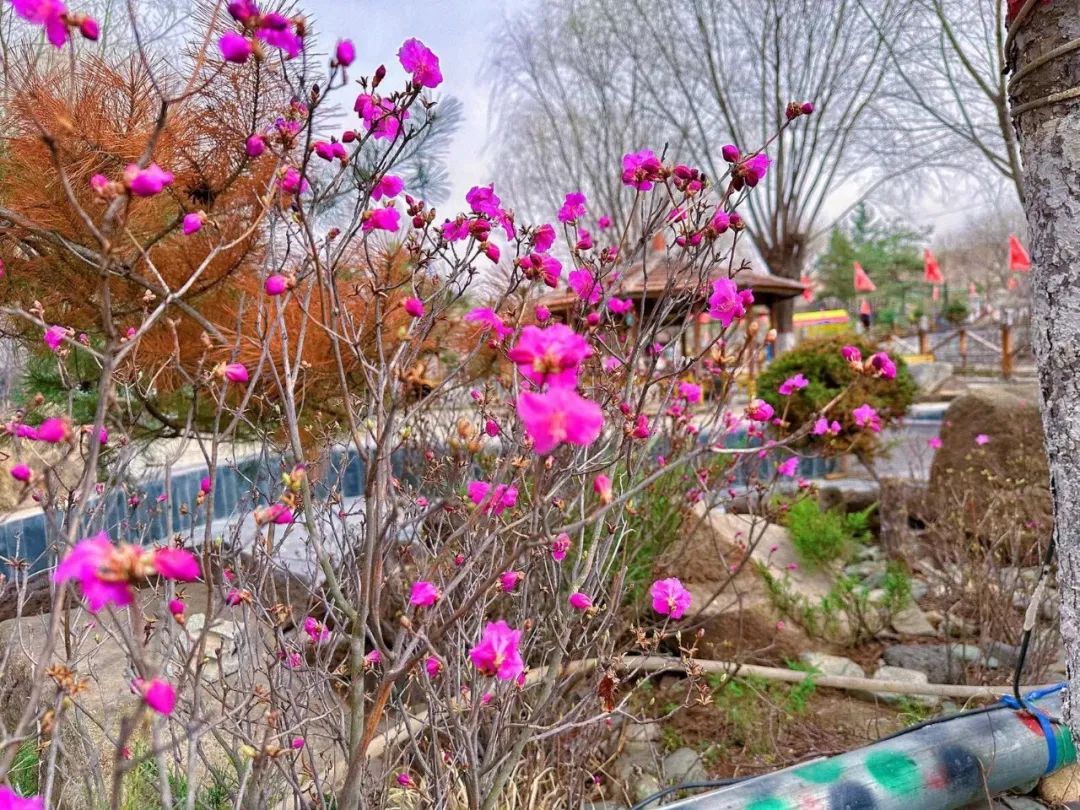 花漾一站式,花漾图们一站式体验春日浪漫
