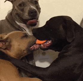 笑死了，女朋友说她昨晚游泳去了，这晒痕就是最好的证明