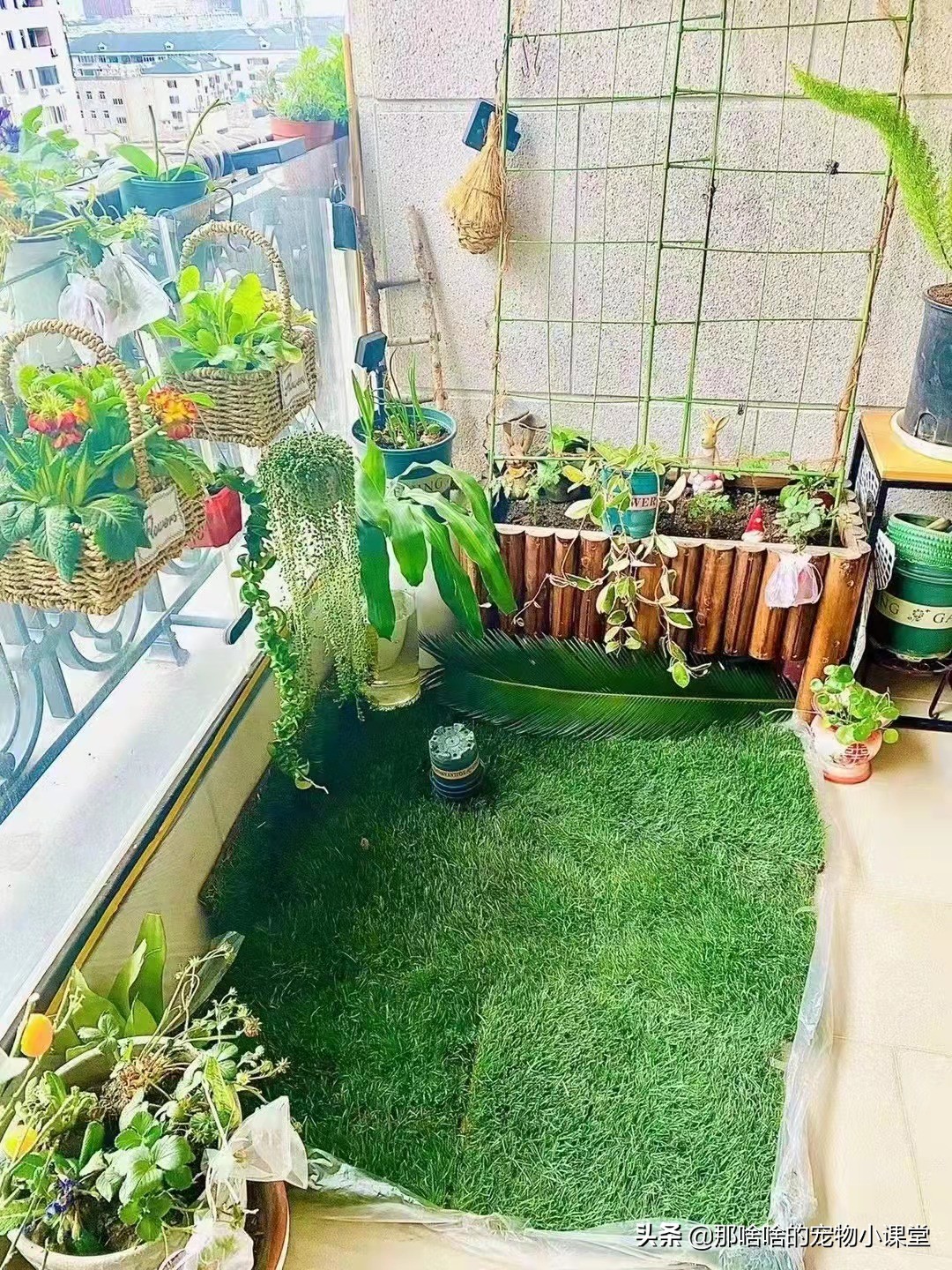 怎么教狗狗不在家里大小便,如何教狗狗不在室内上厕所