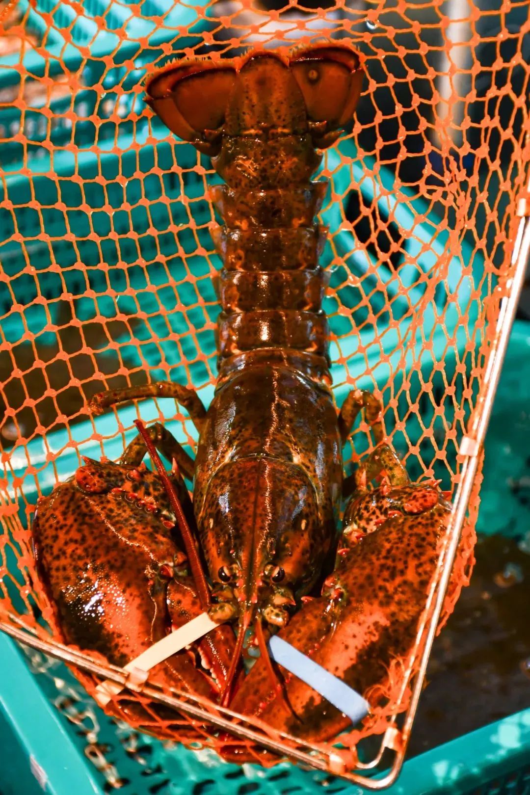 春节来光明“桥”见1958，寻找光明记忆