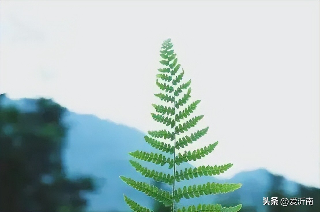 小满花未全开,小满花未全开图文