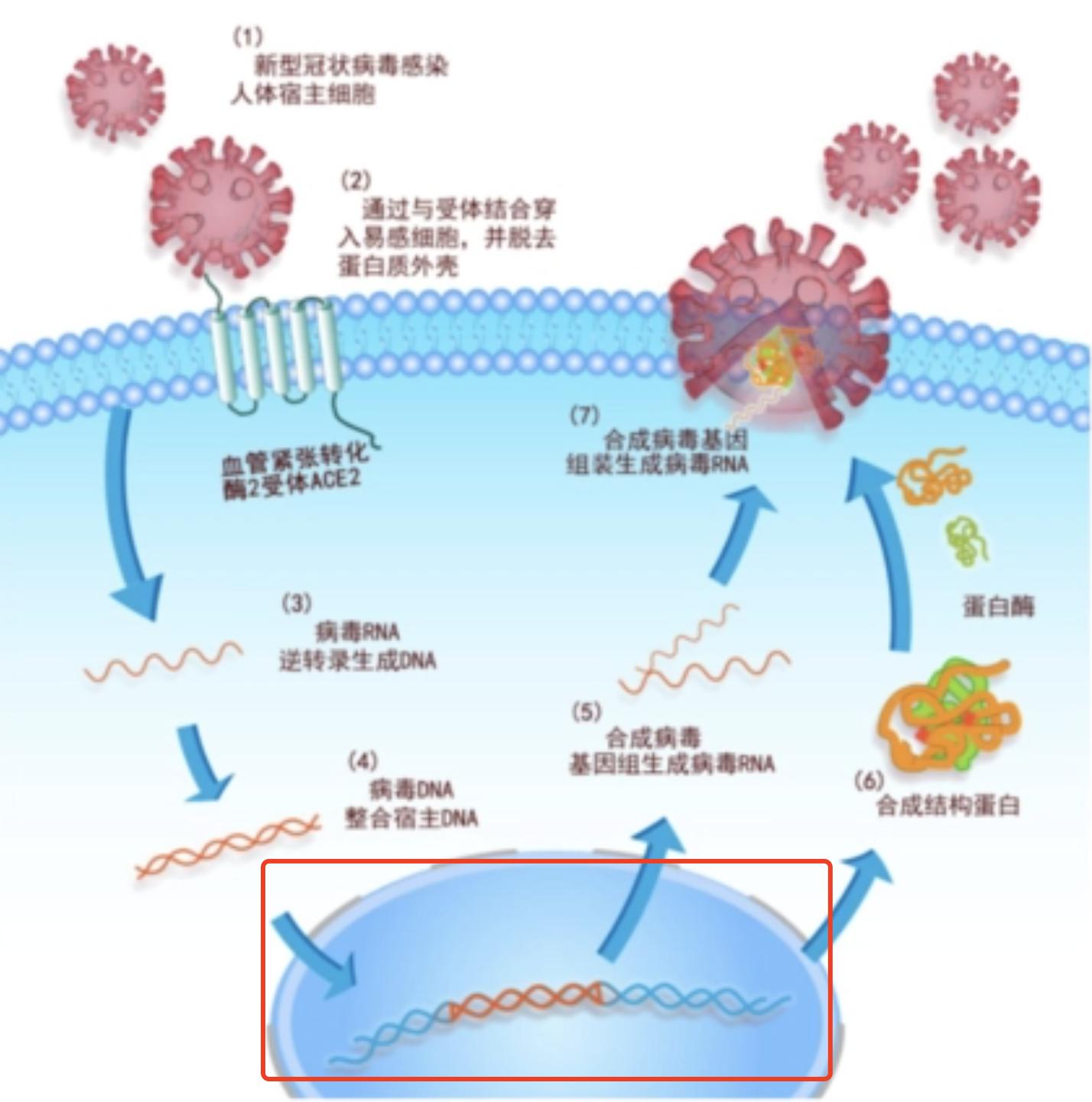 核酸和抗原哪个成本高些,核酸与抗原的区别图解