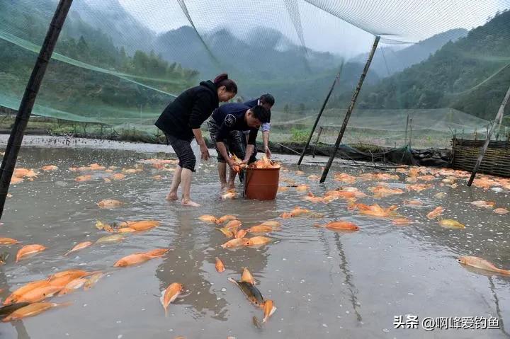 肉质金黄的鲤鱼是什么养出来的,鲤鱼什么品种好养又好看