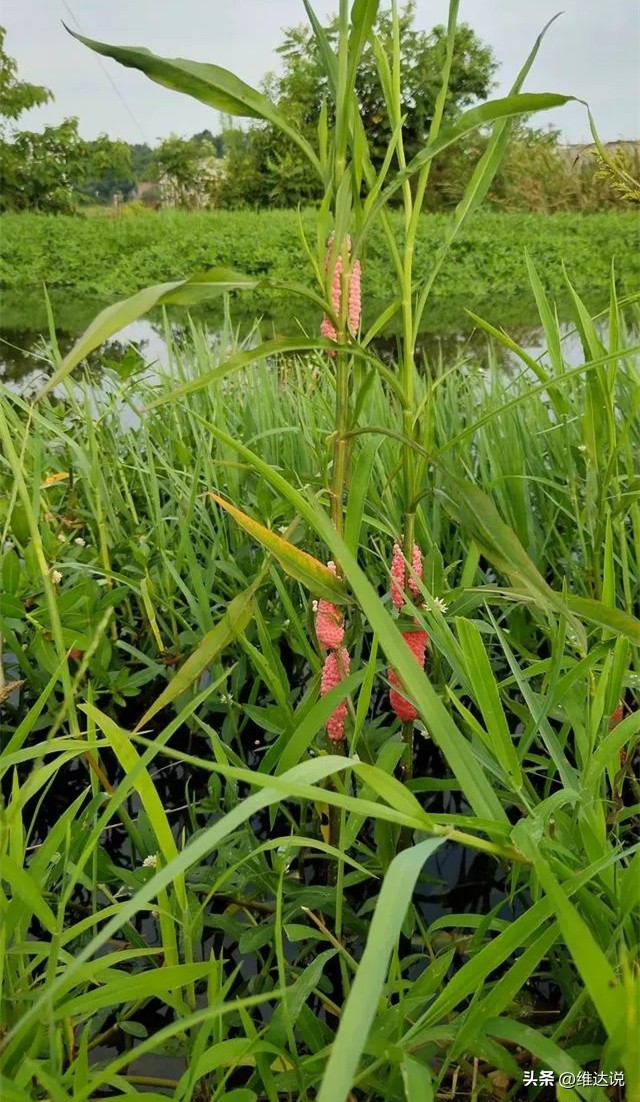 外来生物入侵鳄雀鳝怎么出现的,图说外来入侵物种鳄雀鳝