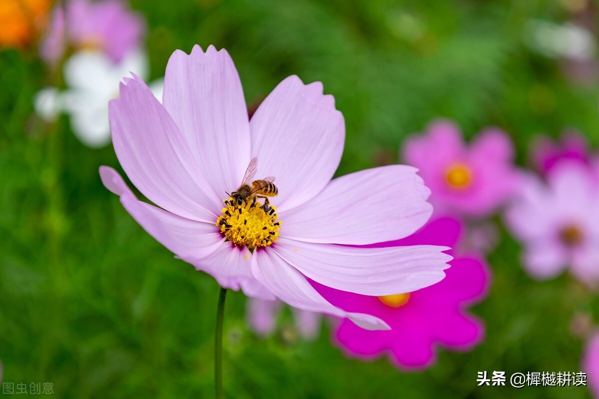 玉露为酒花为粮的意思,蜜蜂不食人间仓