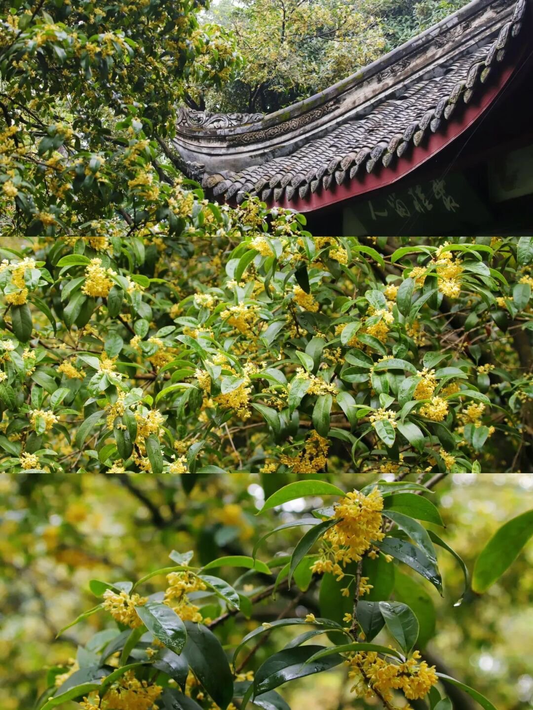 放假去哪里玩又便宜又好玩成都,假期去哪玩便宜又好玩儿成都