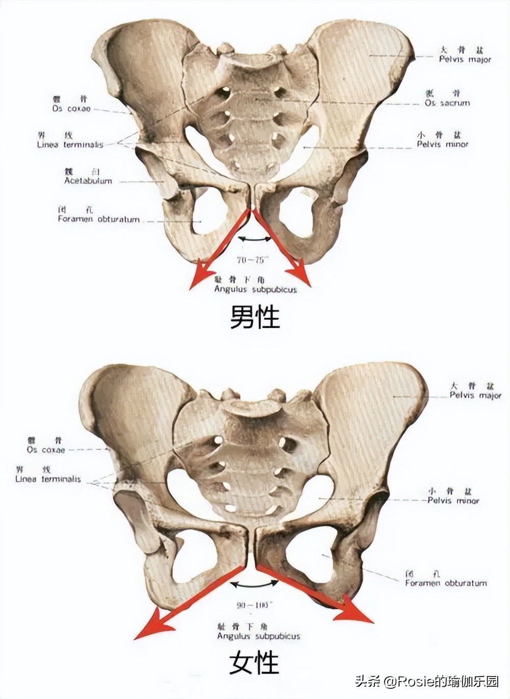 怎么练出腿又瘦屁股翘,男生臀为什么这么翘
