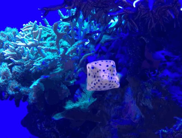 世界上在水底游的最快的鱼,世界上唯一会直立游泳的鱼是什么