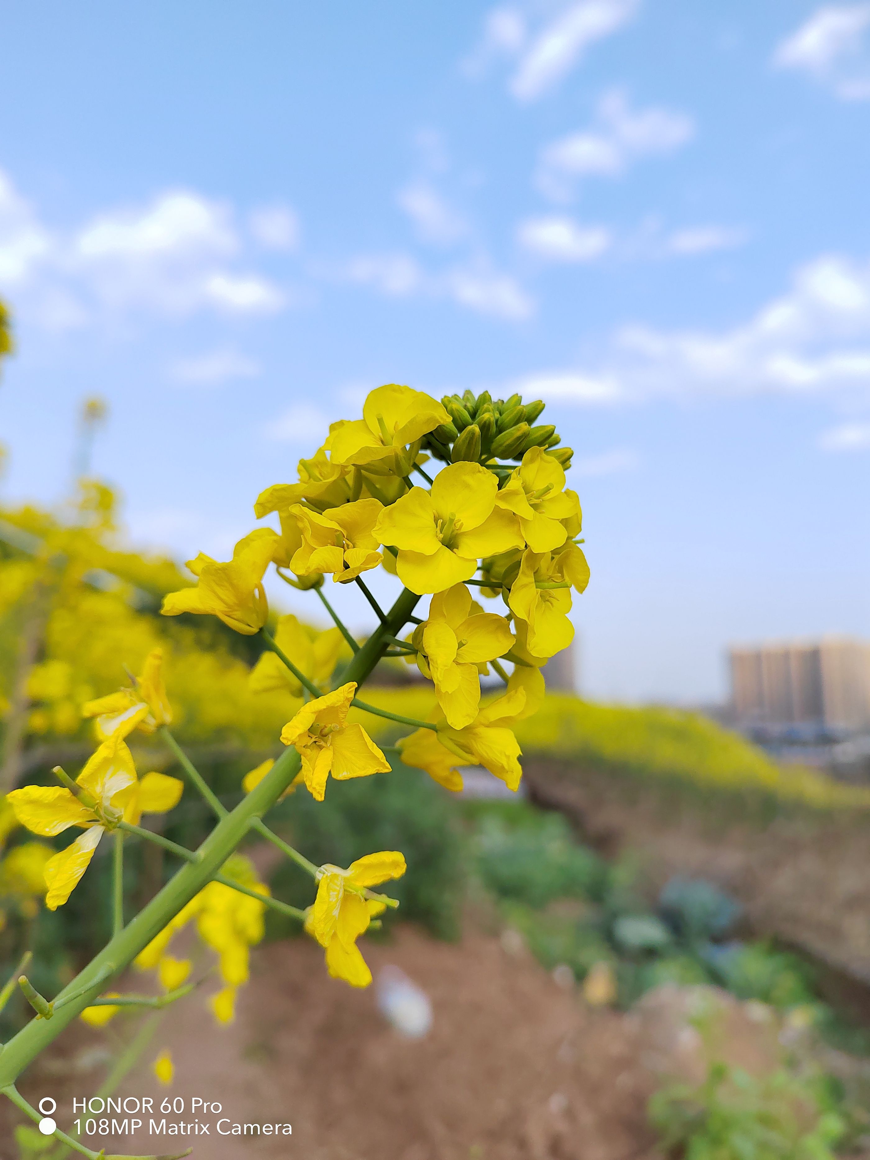 荣耀新出的手机荣耀60pro怎么样,荣耀60pro手机有哪些黑科技