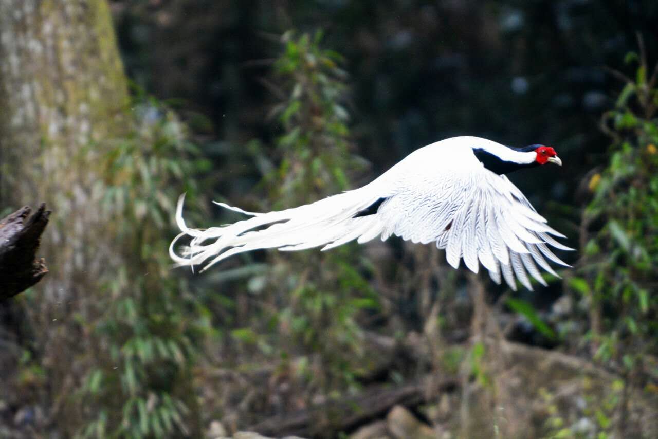 山鸡松鼠蘑菇杜鹃，这是一条神秘的小路