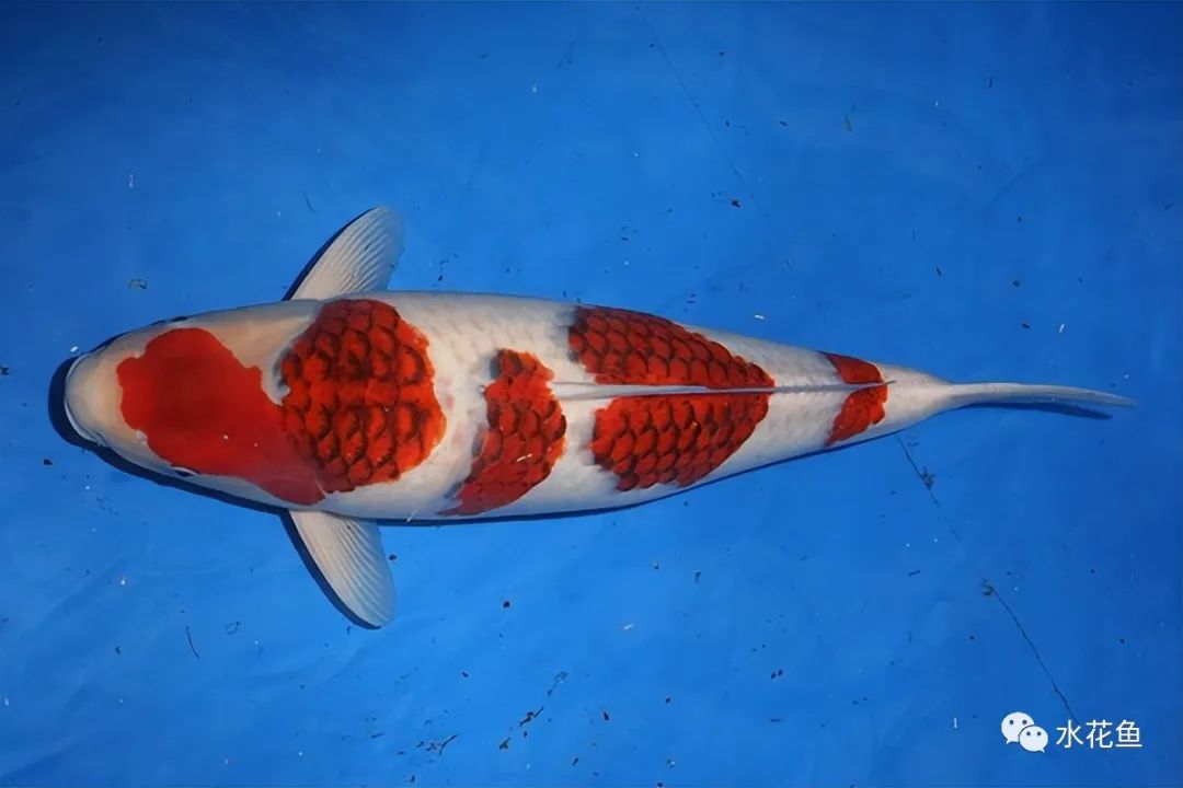 锦鲤的种类和图片大全,常见的十种锦鲤品种图片