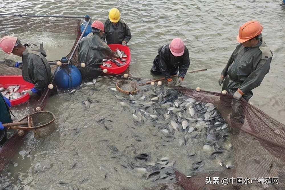 北海牛蛙被水冲走了,牛蛙被大水冲走湖南