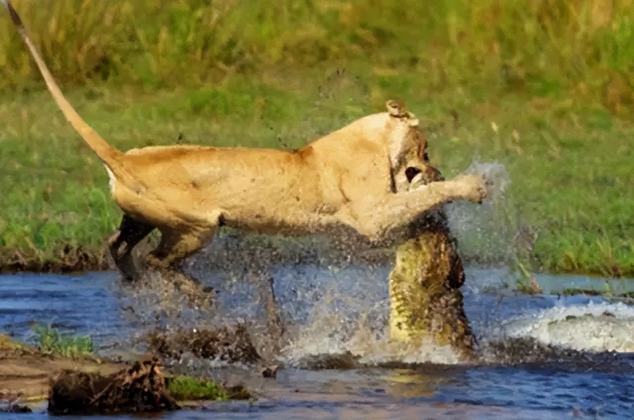 哈士奇有野外生存能力吗？将十只哈士奇放到非洲大草原会怎么样？